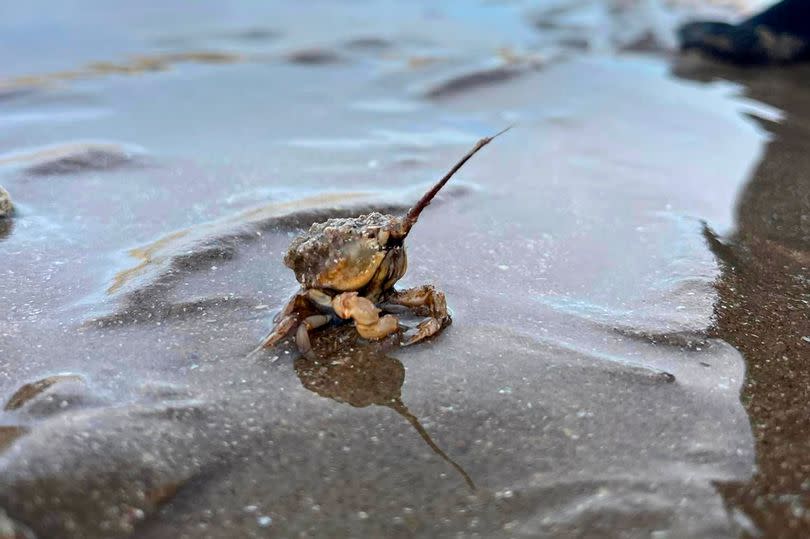 Masked crabs can be fascinating to watch but often only their long antennae are visible above the sand