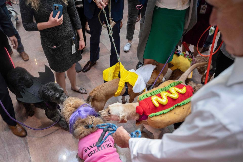 Dogs dressed in halloween costumes, including US Senator Thom Tillis dog Theo (bottom L) in his costume as US Senator Kyrsten Sinema, attend the annual Congressional Dog Costume Parade on Capitol Hill in Washington, DC, on October 27, 2021. (Photo by Jim WATSON / AFP) (Photo by JIM WATSON/AFP via Getty Images)