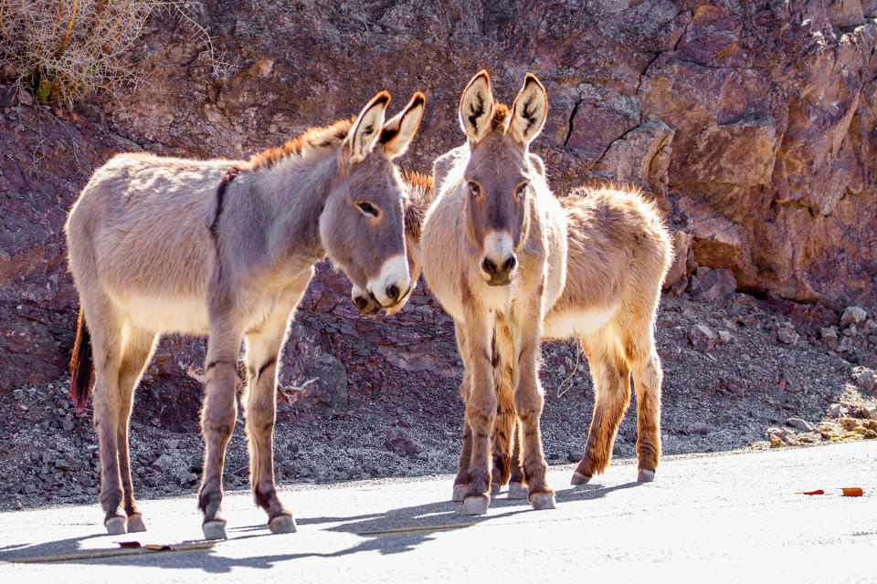 This undated photo provided by the U.S. Bureau of Land Management shows two feral burros in the Mojave Desert within the BLM's Needles, Calif., Field Office. Someone has been killing the wild burros of California's Mojave Desert, and the BLM is offering up to $10,000 to anyone who can help catch the culprit. Over the past three months, 42 dead burros with gunshot wounds have been found along a 60-mile stretch of Interstate 15, the main highway linking Los Angeles to Las Vegas. (U.S. Bureau of Land Management via AP)