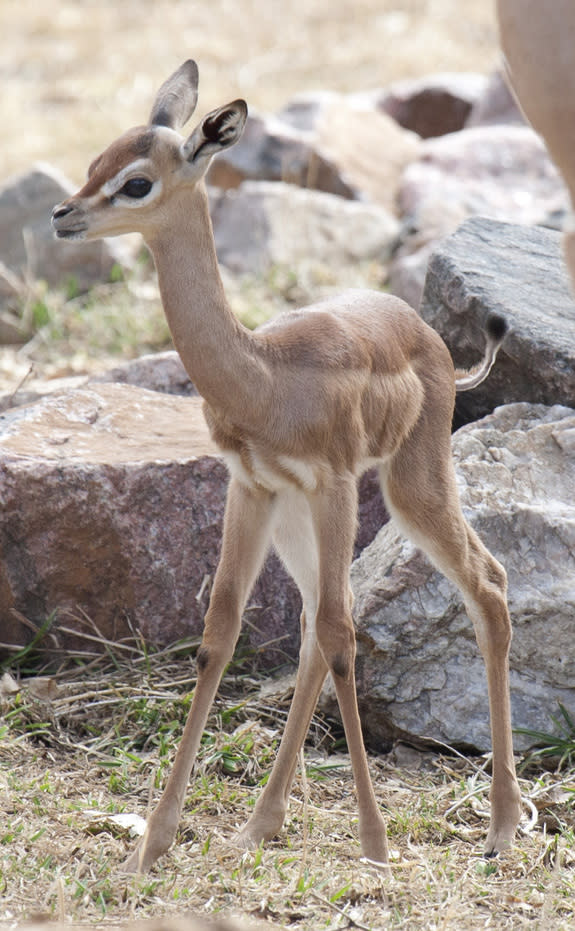 Blossom is the first gerenuk born at the Denver Zoo.