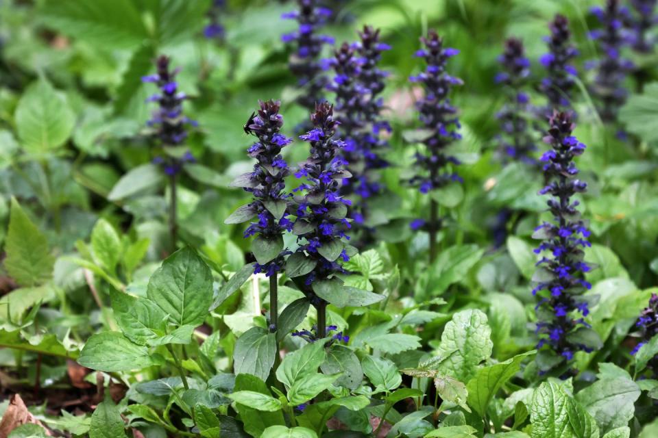 best shade perennials bugleweed