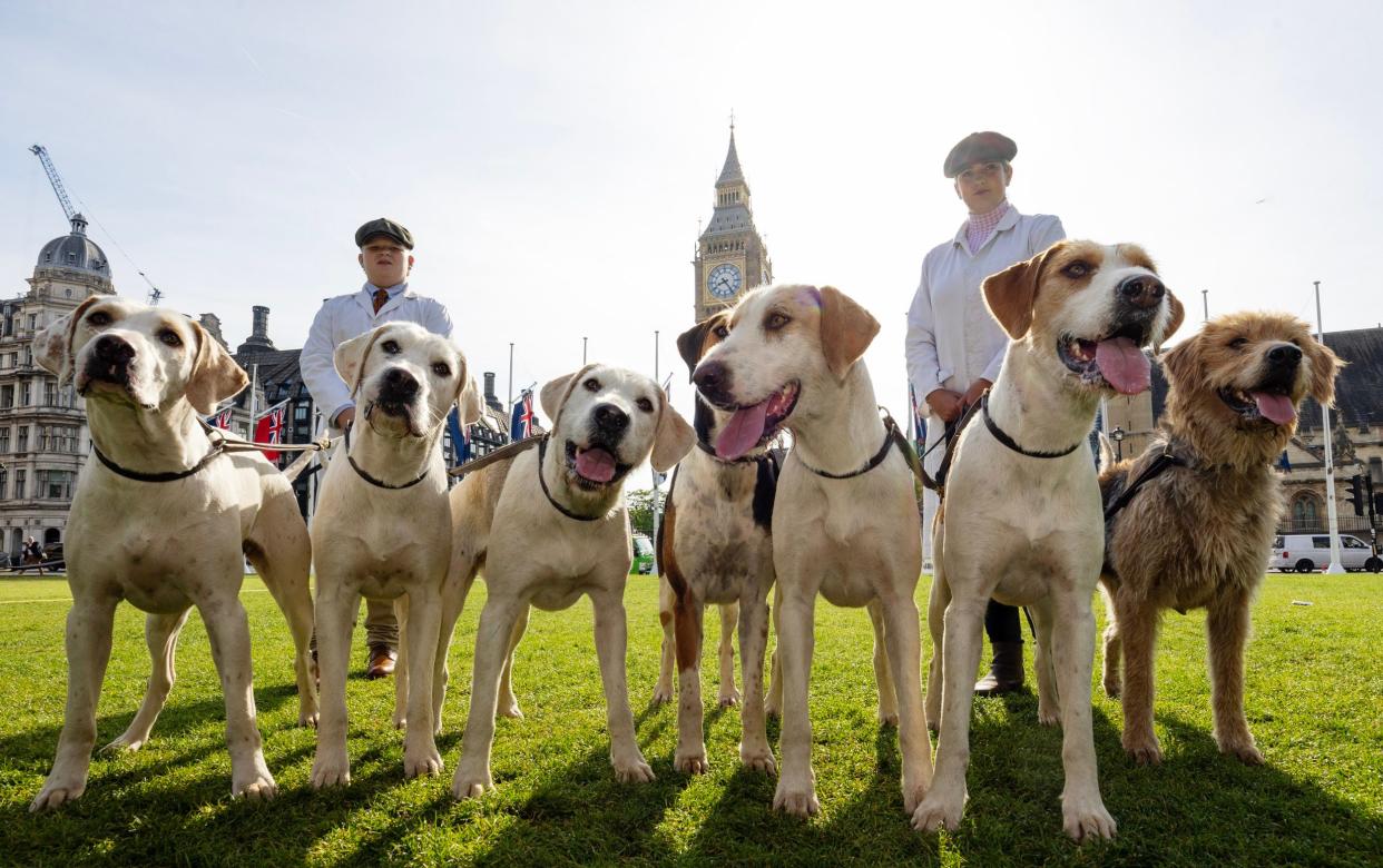 The Countryside Alliance with their Trail hunting hounds in Parliament Square on morning of Labour manifesto launch