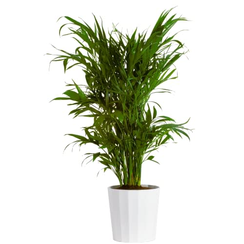 Costa Farms Cat Palm, Live Indoor Plant, Real Palm Tree in Modern Décor Planter, Perfect Home Décor, Room Decor, Tropical Decor, Great Housewarming Gift, 3 Feet Tall