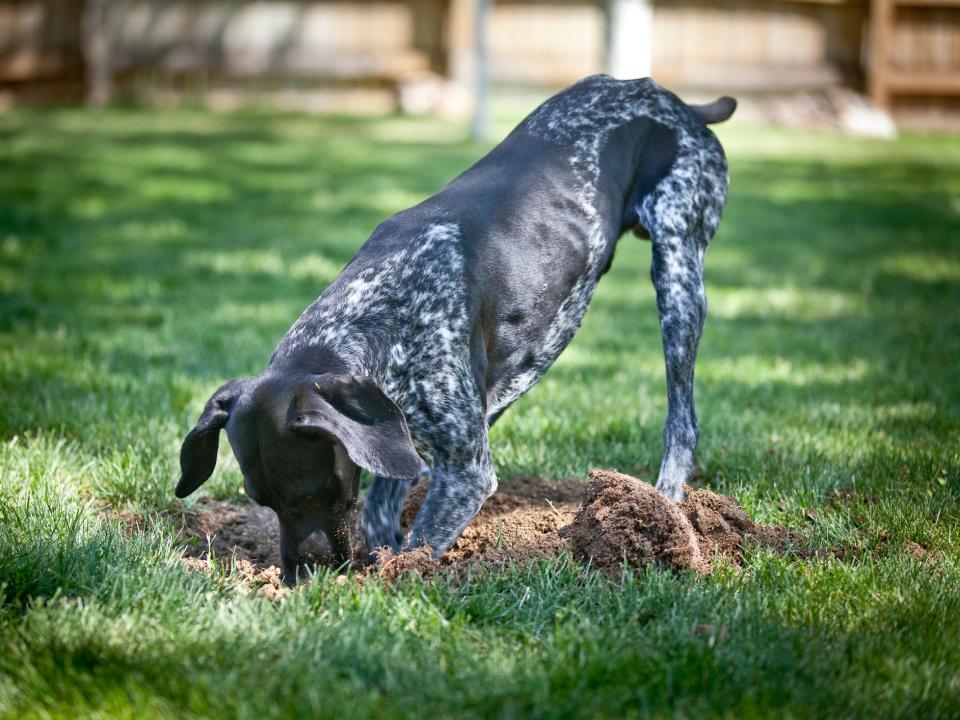 dog digging a hole