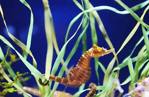 A seahorse is on display at the Aquarium of the Pacific.
