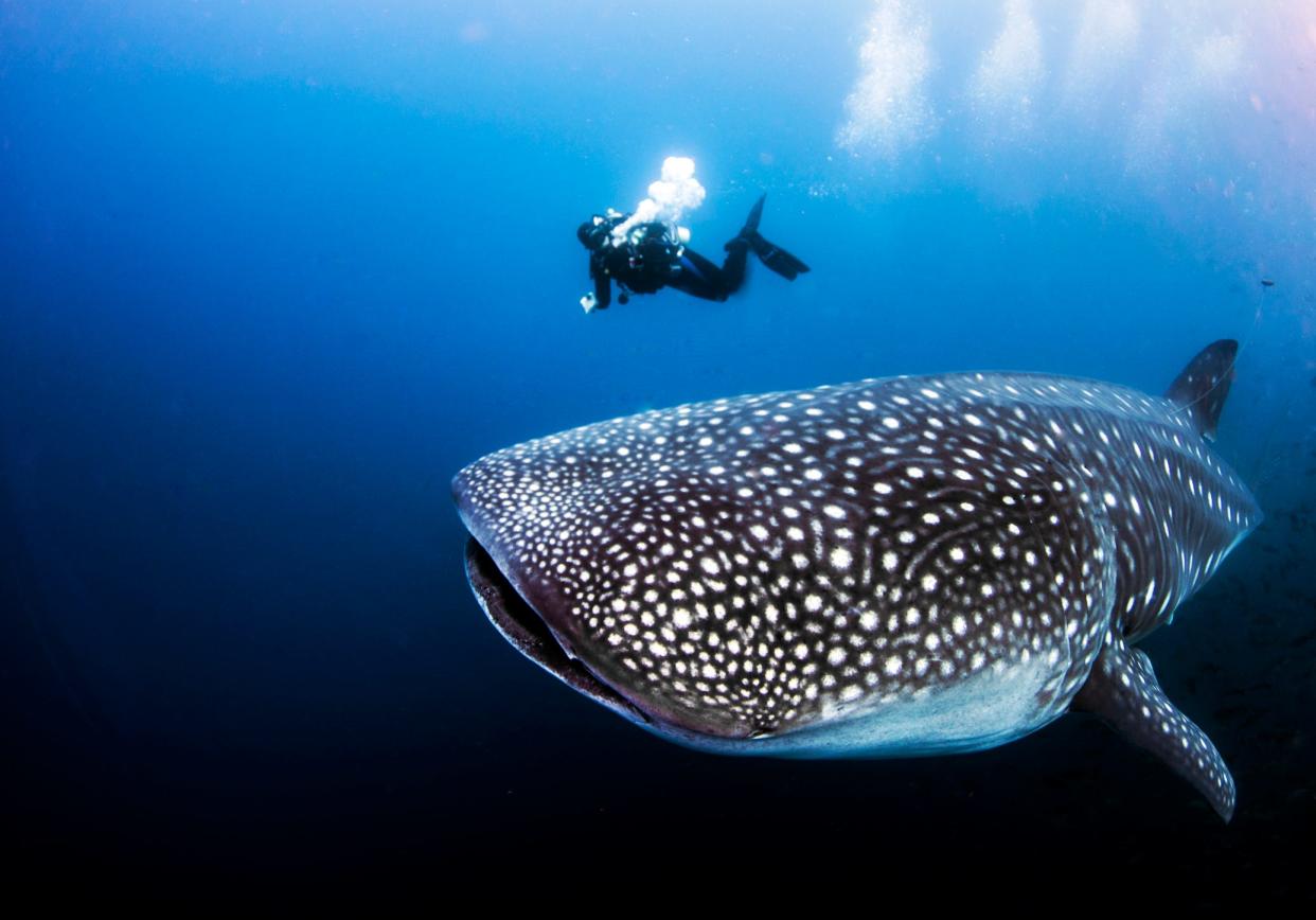 The largest shark alive is a whale shark and is also considered the largest fish in the world.