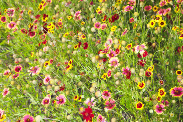 Close-up of colorful wild flowers in a field