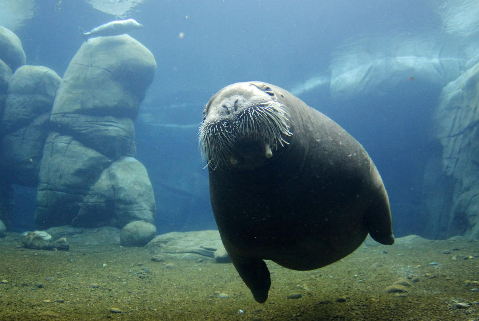 Walrus, (Odobenus rosmarus), Neseyka swims in the new aquarium in the Hamburg Hagenbeck zoo, Thursday, July 5, 2012. (AP Photo/dapd/ Philipp Guelland)