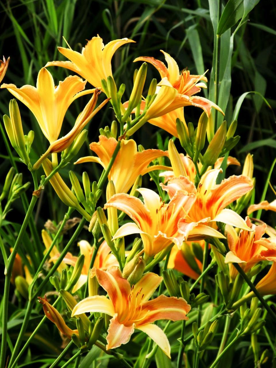invasive plants orange daylily
