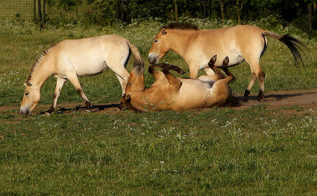 FILE PHOTO: Przewalski's horses graze on a meadow at the acclimatisation enclosure in the village of Dolni Dobrejov near the city of Tabor, Czech Republic, June 18, 2017. Picture taken June 18, 2017. REUTERS/David W Cerny/File Photo