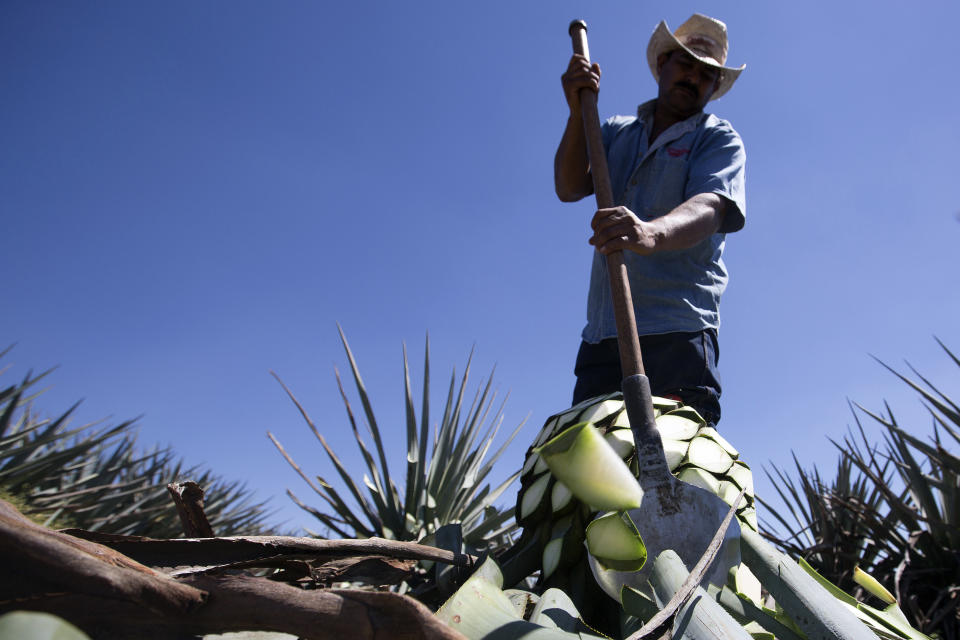 A jimador is not only skilled at &nbsp;harvesting the pina, but also at identifying which pina&nbsp;is actually ripe. This is a difficult task&nbsp;since the pina&nbsp;is surrounded by thick, spiny leaves -- and because agave&nbsp;<a href="http://www.tequila.net/faqs/tequila/what-is-a-jimador.html" target="_blank">plants mature at different rates</a>. The jimador uses a coa, a long wooden handle with a sharp circle cutting blade at the bottom,&nbsp;to cut the leaves off of the agave plant and harvest the pina.