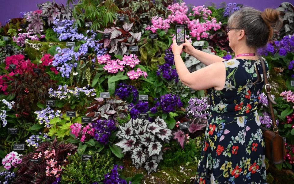 A woman views a floral display at the Chelsea Flower Show. Visitors will be asked to take a lateral flow test before arrival as part of a raft of Covid-19 precautions - Neil Hall/EPA-EFE/Shutterstock