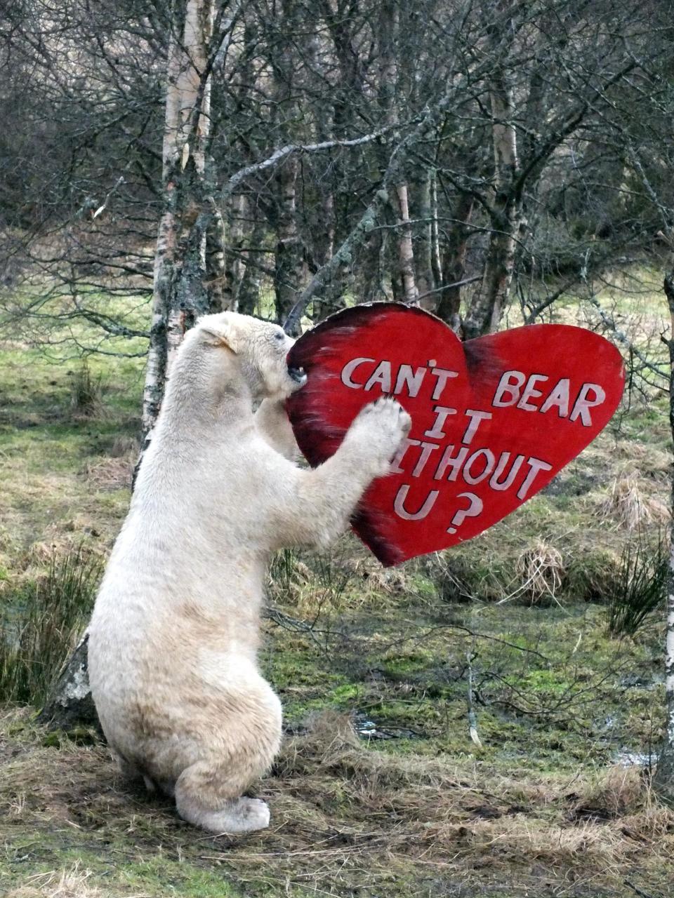 Zookeepers spoiled the bachelor bear with a hand-crafted love heart and a few of his favorite treats.