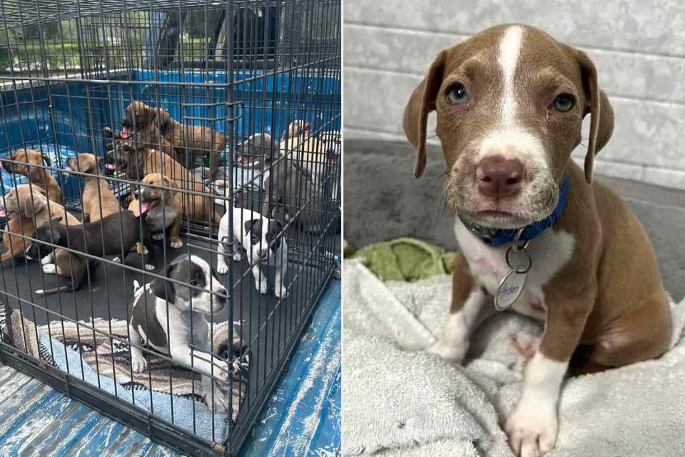 <p>Suncoast Animal League (2)</p> Sixteen puppies rescued after an unknown individual left the dogs in the Florida heat