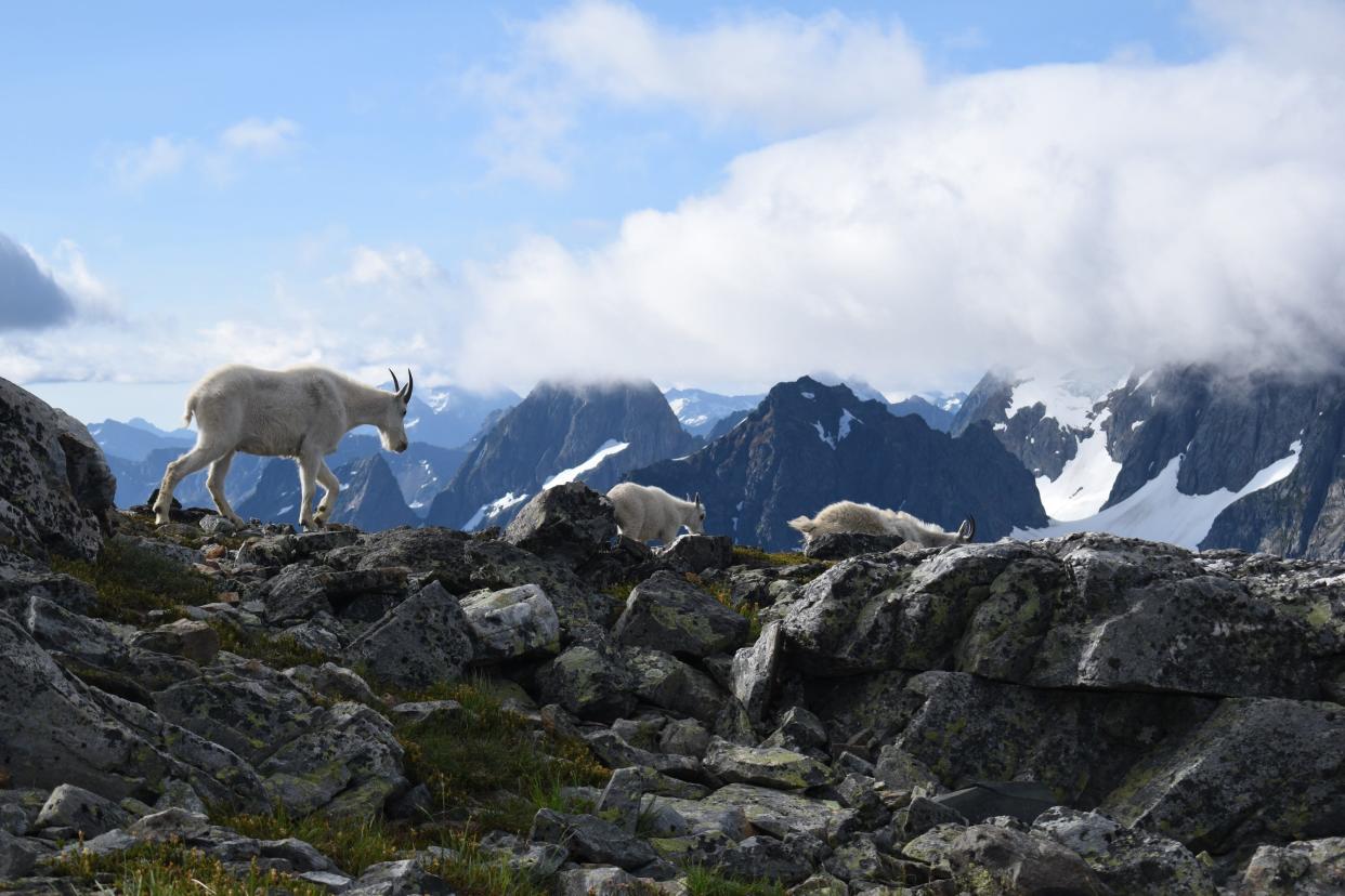 Mountain goats are seen at North Cascades National Park.