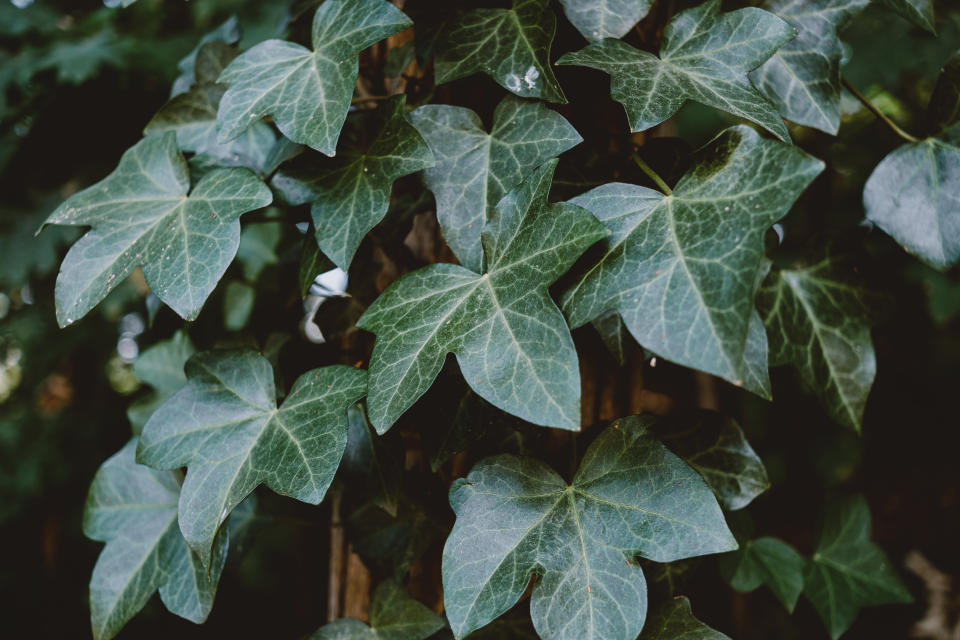 Hedera plant