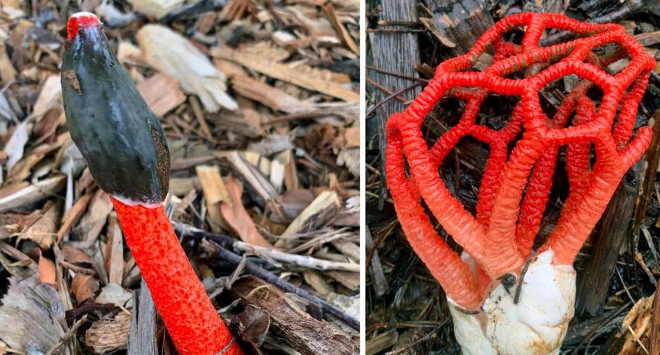 A single stinkhorn (left) and a larger plant (right).