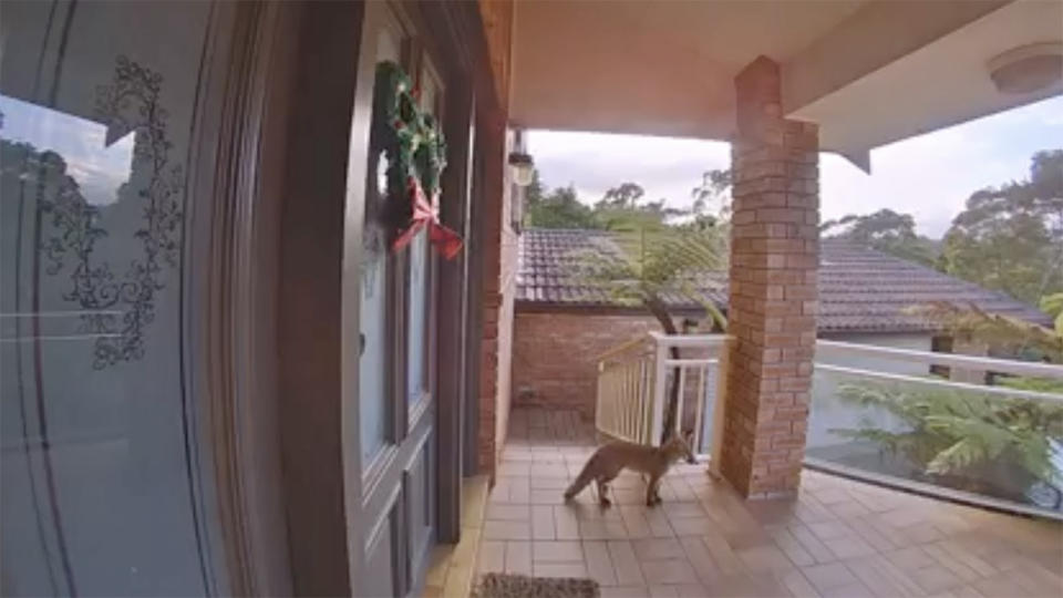 A fox appears on the front porch of a Menai resident