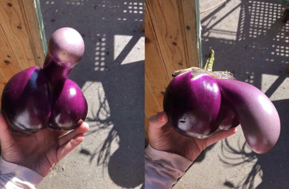 An eggplant shaped like a penis
