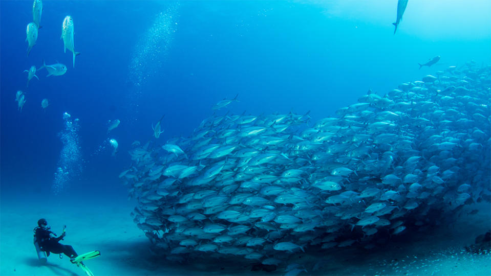 A diving excursion in Baja, California. - Credit: Shuttershock
