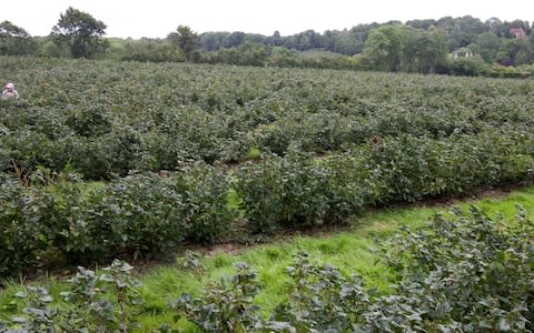 The British blackcurrants used to make Ribena are harvested in late summer and pressed for juice - Credit: Martin Pope