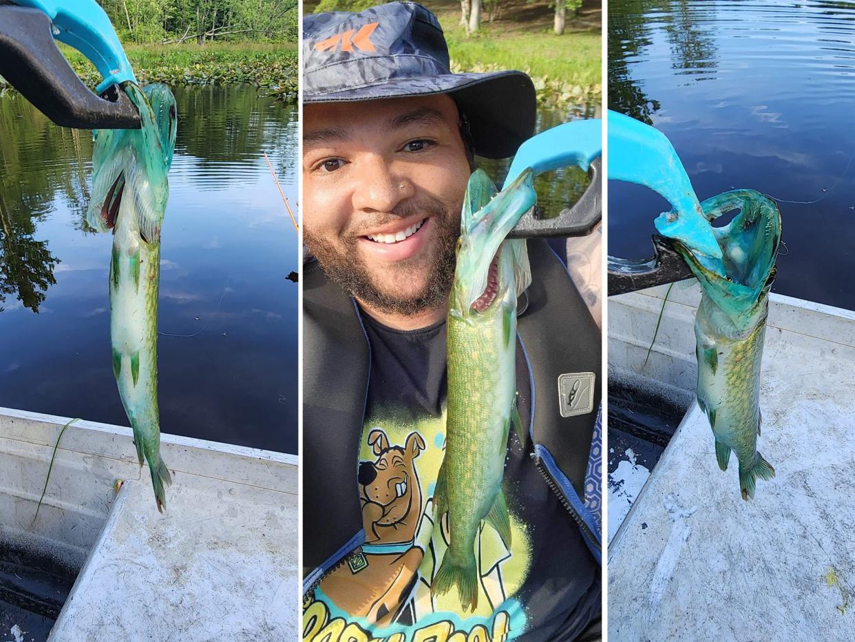 virginia angler catches blue pickerel