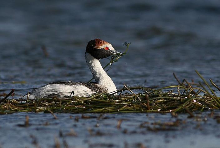 The hooded grebe is a critically endangered bird species whose existence is further threatened by a proposed dam in Patagonia, Argentina. (Juan María Raggio/Birdlife International Argentina), <a href="http://creativecommons.org/licenses/by/4.0/" rel="nofollow noopener" target="_blank" data-ylk="slk:CC BY;elm:context_link;itc:0" class="link ">CC BY</a>