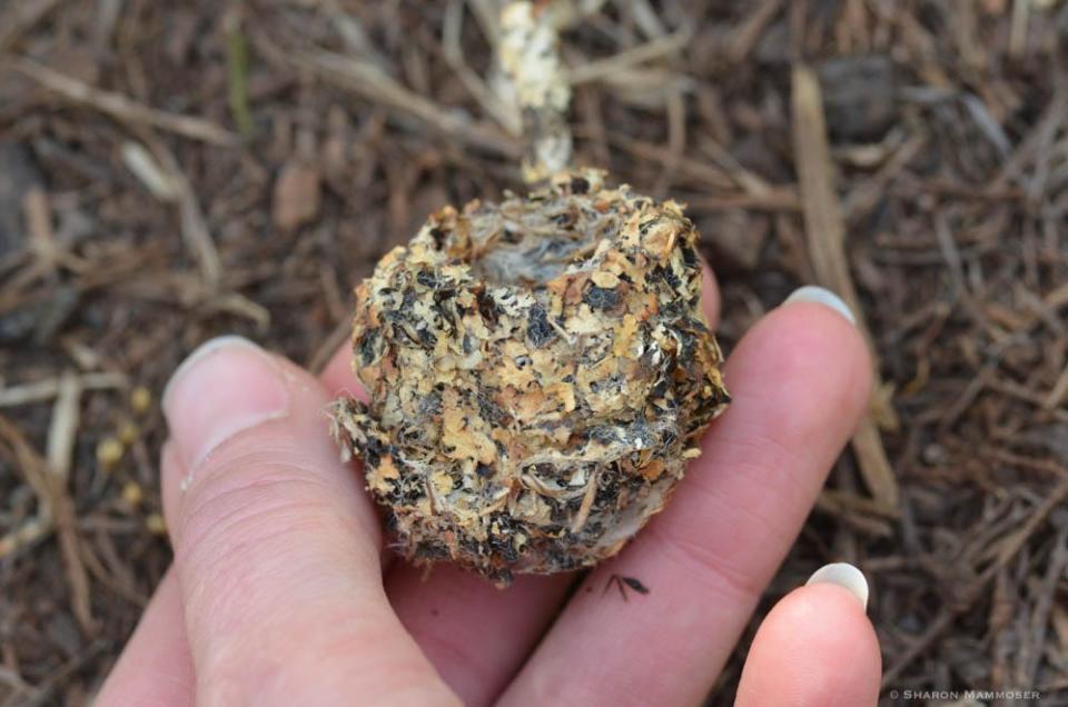 This is what a hummingbird nest unattached from a tree looks like.