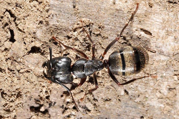 A carpenter ant. John Obermeyer | Purdue University