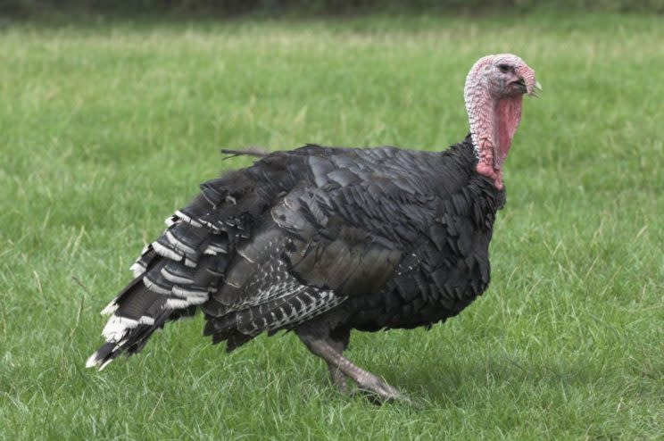 The Corythoraptor jacobi has drawn comparisons to turkeys (Rex)