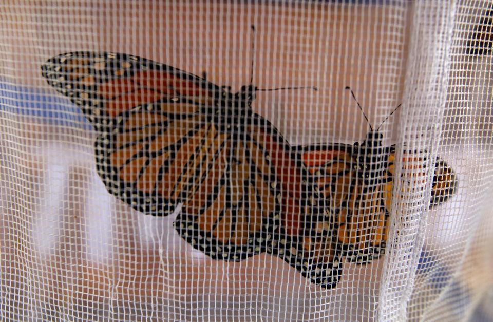 Netted monarch butterflies wait to be tagged. The Warren County Conservation Board hosted a chance to tag monarch butterflies for the citizen science Monarch Watch project on Sept. 8 at the Annett Nature Center.