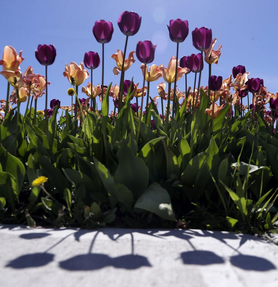 Tulips are in full bloom at Washington Park in Neenah, just in time for Mother's Day.