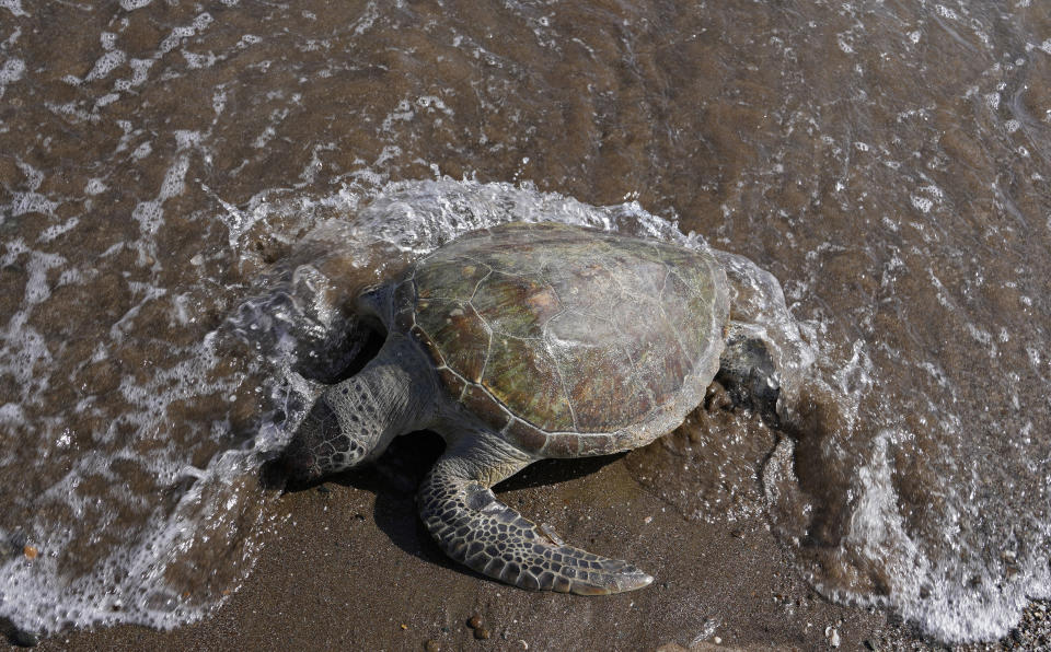 A dead green sea turtle washes up on the beach in the Khor Kalba Conservation Reserve, in the city of Kalba, on the east coast of the United Arab Emirates, Tuesday, Feb. 1, 2022. A staggering 75% of all dead green turtles and 57% of all loggerhead turtles in Sharjah had eaten marine debris, including plastic bags, bottle caps, rope and fishing nets, a new study published in the Marine Pollution Bulletin. The study seeks to document the damage and danger of the throwaway plastic that has surged in use around the world and in the UAE, along with other marine debris. (AP Photo/Kamran Jebreili)