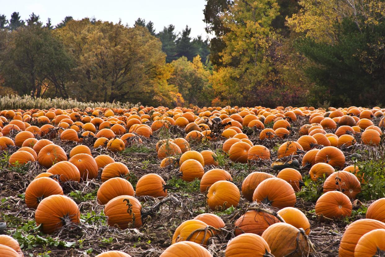 Pumpkin patch on a beautiful autumn day.