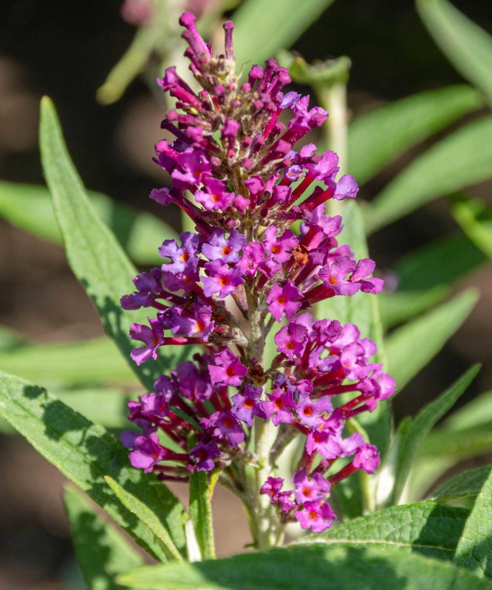 9. Buddleja