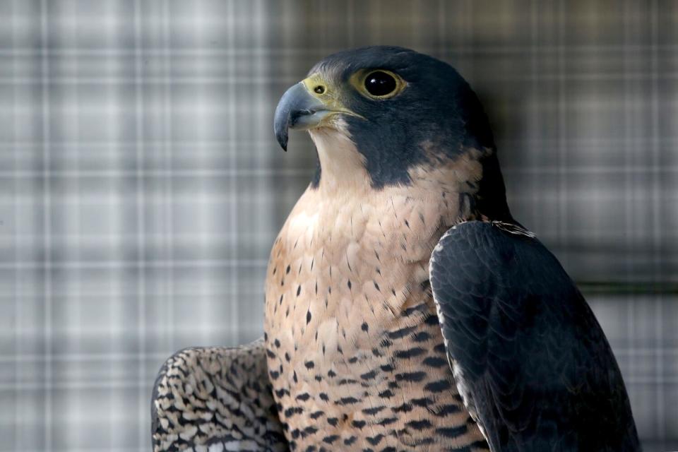 A peregrine falcon.