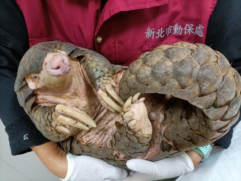 新北市三芝橫山國小老師發現一隻疑受傷的保育動物穿山甲，動保員於救援時告訴小朋友穿山甲感覺到危險時會身體捲曲來保護自已。（新北動保處提供）