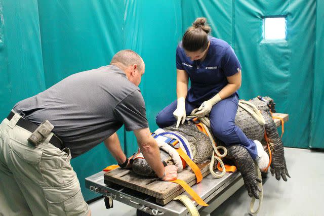 <p>Sarah Carey</p> Dr. Bridget Walker, a zoological medicine resident at UF, obtains a blood sample using the venous spinal sinus, located on the top of Brooke's head. Jim Darlington, reptile curator at the St. Augustine Alligator Farm, assists.