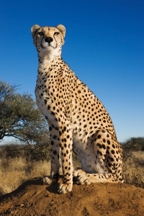 Cheetah (Acinonyx jubatus). Cheetah using termite mound as a vantage point. Can reach top speeds of up to 120 km/hr over short distances. Endangered species. Dist. Africa & Middle East.