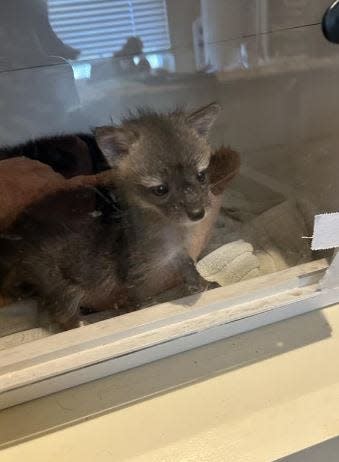 Two grey kits, or fox babies, are currently in the care of Southwest Wildlife Conservation Center, a non-profit organization that is helping them get ready for their return to the wild.