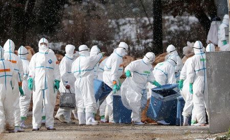Workers wearing protective suits cull ducks after some tested positive for H5 bird flu at a poultry farm in Aomori, northern Japan, in this photo taken by Kyodo November 29, 2016. Mandatory credit Kyodo/via REUTERS/File Photo