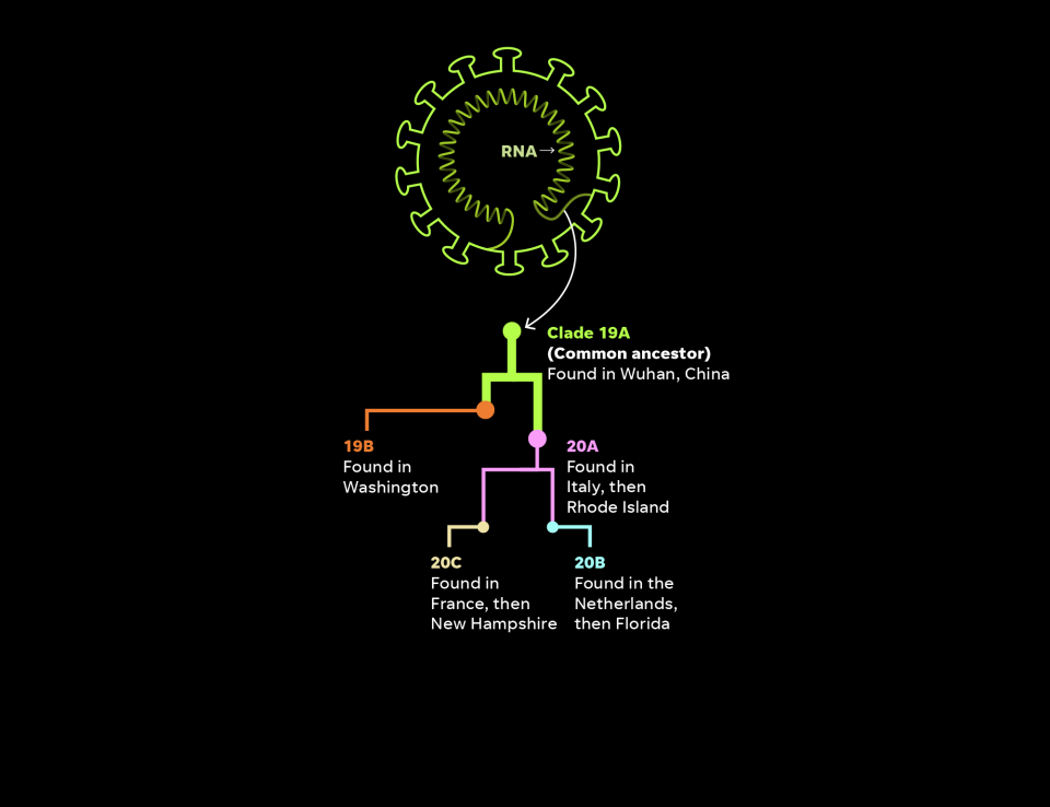 Scientists can trace specific coronavirus cases back through time, like a family tree. Cases are organized into genetic groups called clades, which are like large families.