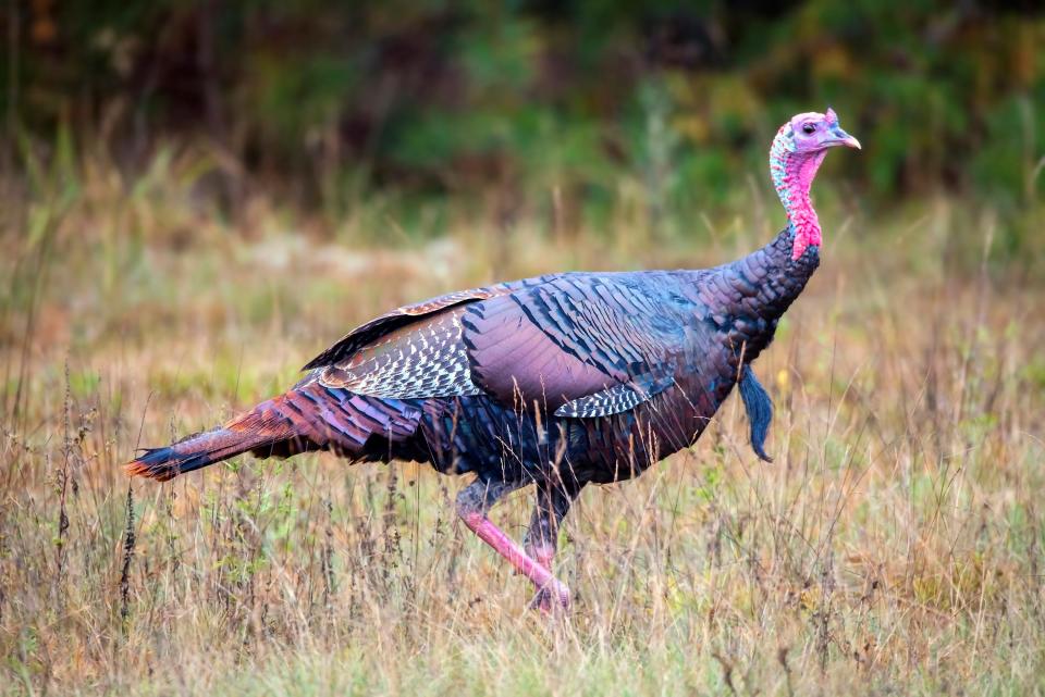 In the spring, male wild turkeys begin their “lek” or group-based breeding displays.