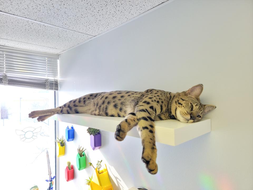 Powers encourages cat lovers to provide their pets with high vantage points, as well as areas where they can hide, to feel safe. (Courtesy Dr. Will Powers)