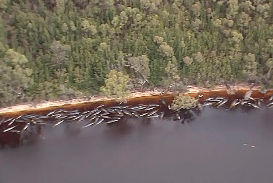 Numerous stranded whales along the coastline near the remote west coast town of Strahan on the island state of Tasmania, (AP)