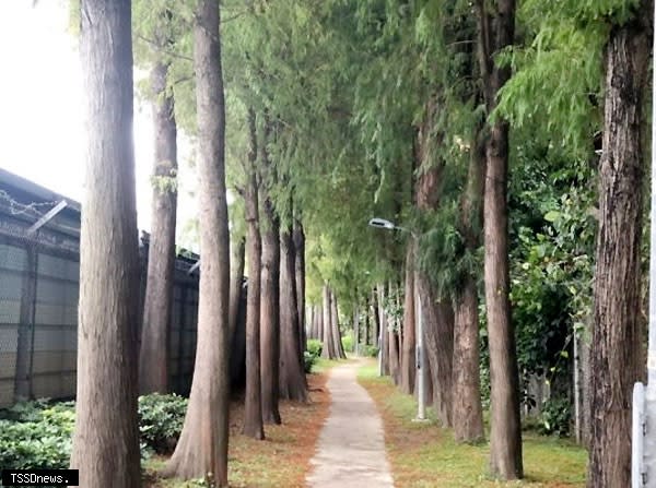 落羽松的美，帶來如詩如畫感受。（圖：北市公園處提供）