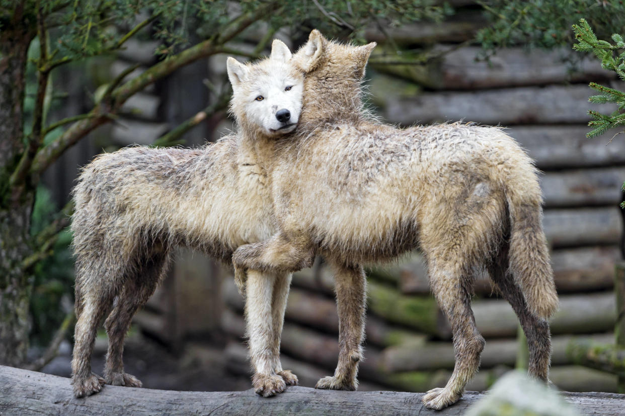 La question du recours au tir sur les loups divise.