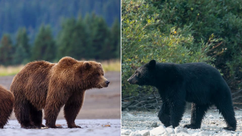 That's a grizzly on the left. See the hump? That's one way to tell a difference between it and a black bear, which doesn't sport the hump behind the neck. - Getty Images
