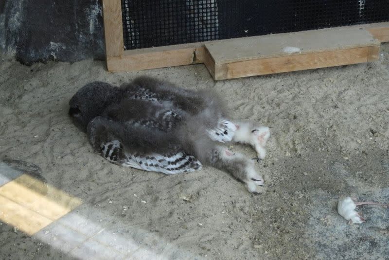 ▲國外網友分享貓頭鷹的奇特睡姿，引發熱議。（圖／翻攝自@reviewwales的推特）