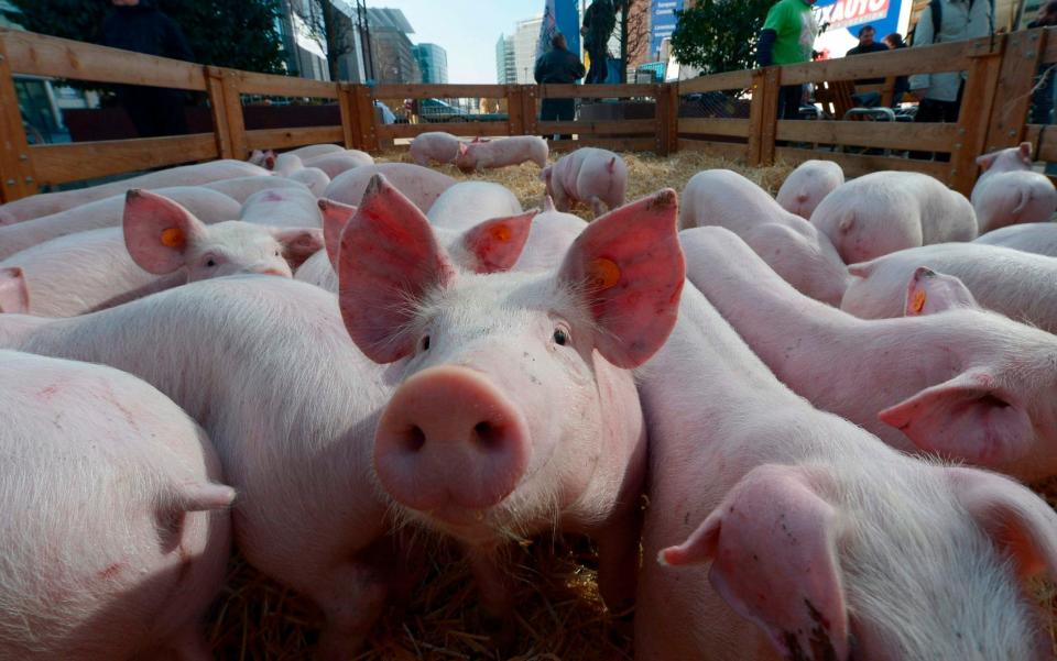 Thousands of healthy pigs are due to be slaughtered in Belgium to halt an eradicate of swine fever - AFP